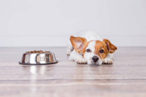 8 Basic Tips on How to Feed Your Pets Right