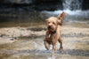 Tips For Selecting Dog Toys