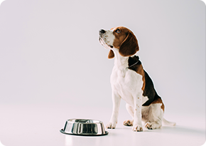 SNUGPETS | SMARTER PET FEEDING, HEALTHIER PET COMPANION!!!