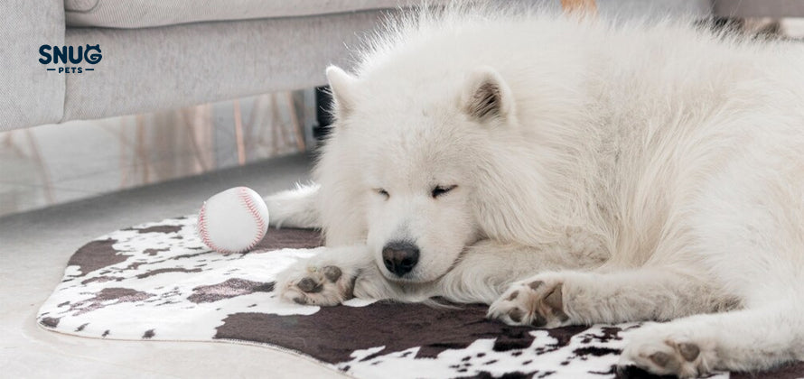 SNUGPETS | SMARTER PET FEEDING, HEALTHIER PET COMPANION!!!
