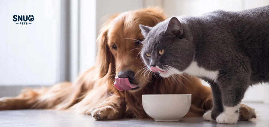 SNUGPETS | SMARTER PET FEEDING, HEALTHIER PET COMPANION!!!